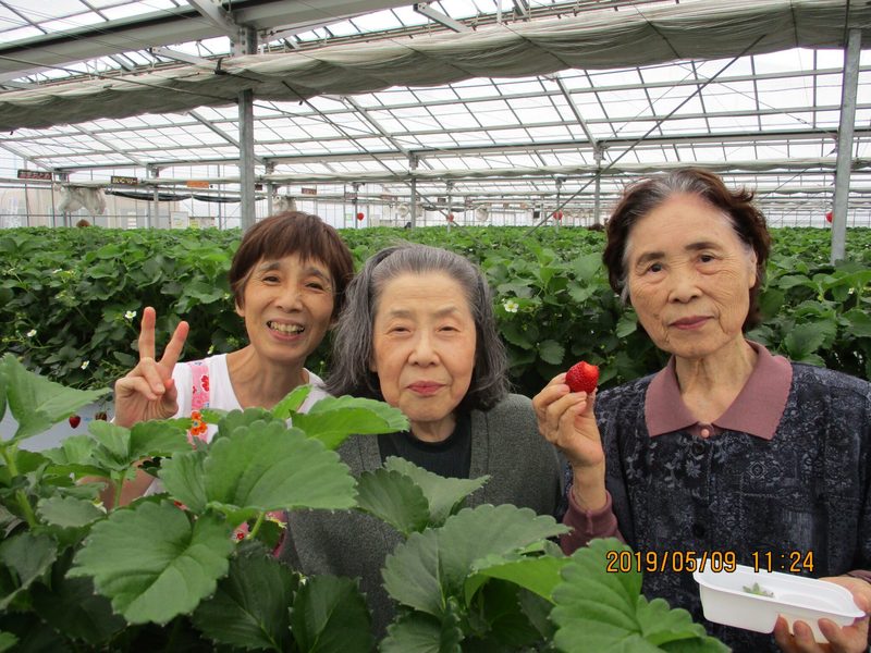 ライブラリ城山_イチゴ