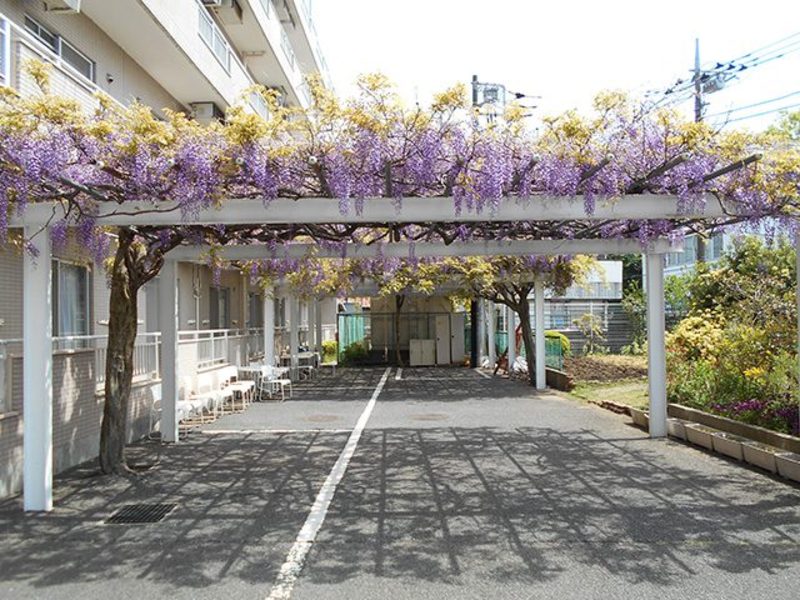 アルプスの杜「さがみ」_藤棚