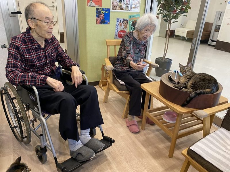 入間東幸楽園_猫