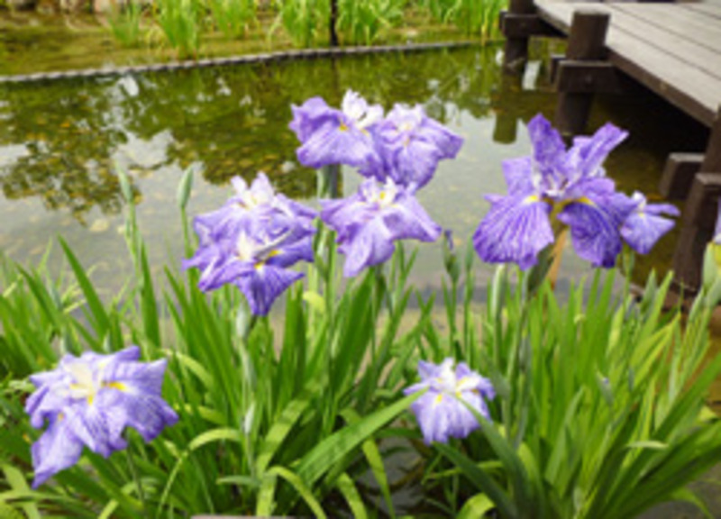 菖蒲園