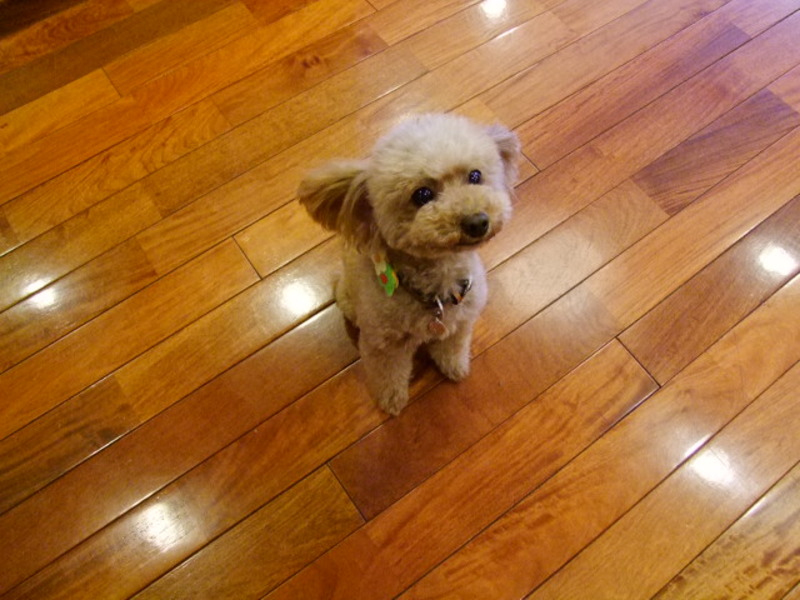 １階ロビーではマスコット犬・ショコラが癒しのひと時を