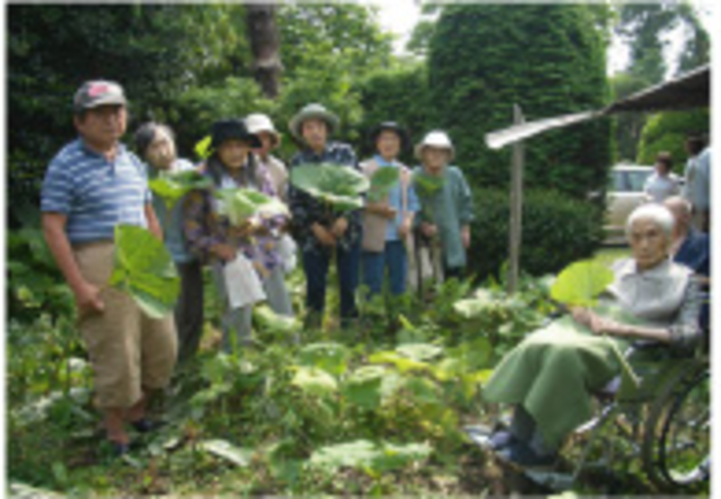 五月フキを採りました