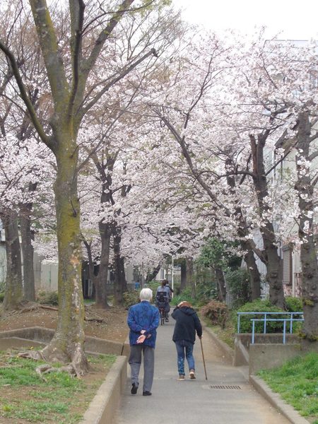 ライブラリ大森東2番館_桜2