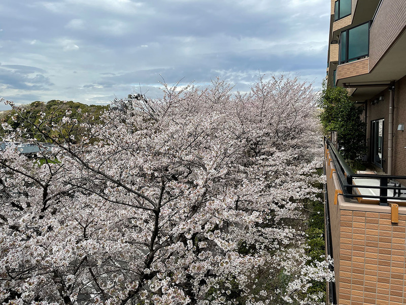 桜木立