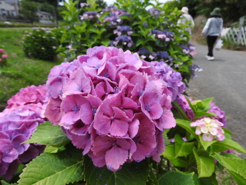 あじさい祭り