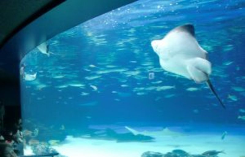 外出イベントで水族館へ!