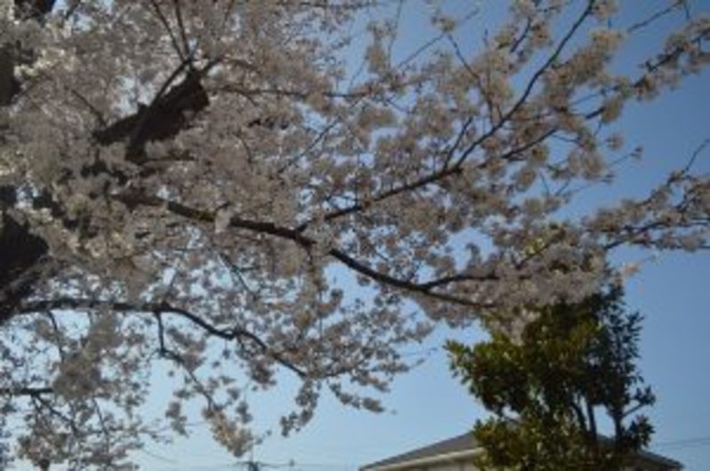 入間藤沢幸楽園_桜